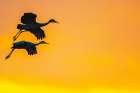USA, New Mexico, Bosque Del Apache National Wildlife Refuge. Sandhill crane landing at sunset. Art Print